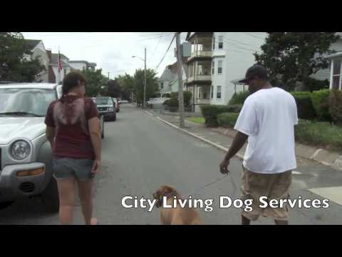 City Living Dog Services video.