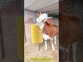 The Cow Massage Brush That Boosts Milk Production!