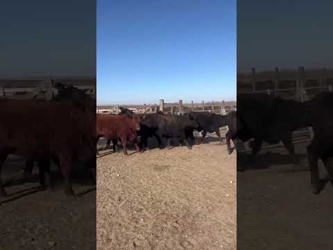 Casnem - Gordo - Chasis  Vq 320/330kg  netos - Nv 380kg netos - Los condores Cordoba