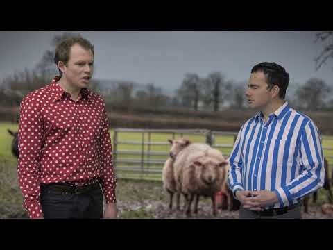 Spot and Stripe - Age 8-11 - 40. Animals