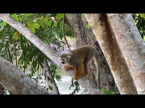 Aapjes in binnenland van Suriname