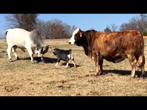 The FUNNIEST Farm Animals 🤣 🐓🐷