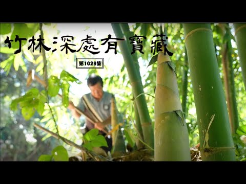 小黎回歸 ! 尋找筍母的故鄉 | 探秘一甲子的古厝 | 國寶的匠人精神 | ep.1029 | 在台灣的故事taiwanstory