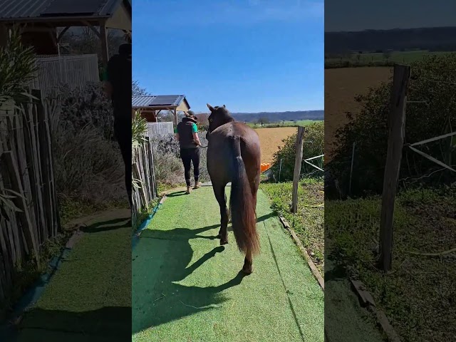 Potranca PRE Pura Raza Espa&ntilde;ola En venta 2024 Negro por Kuieto de la Cambre