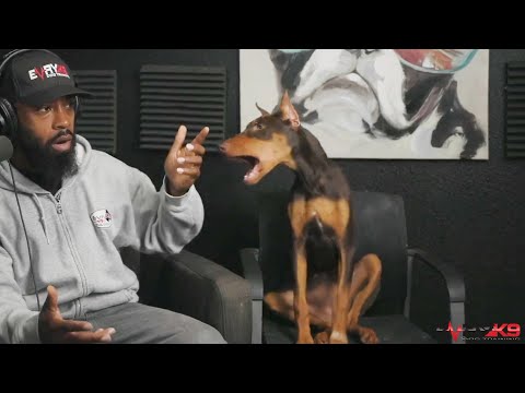 "Doberman Ear Cropping: What You NEED to Know!" 🐾