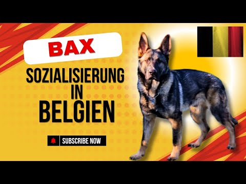 Sozialisierung eines angeblich schwierigen Hundes