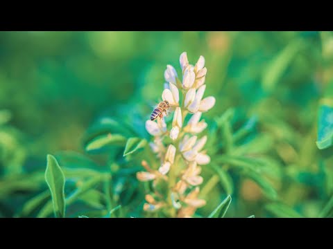 Weiße Lupine: Tipps & Infos zum Anbau