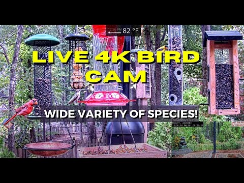 LIVE 4K Alabama Bird Cam (Over 60 Species Identified)!