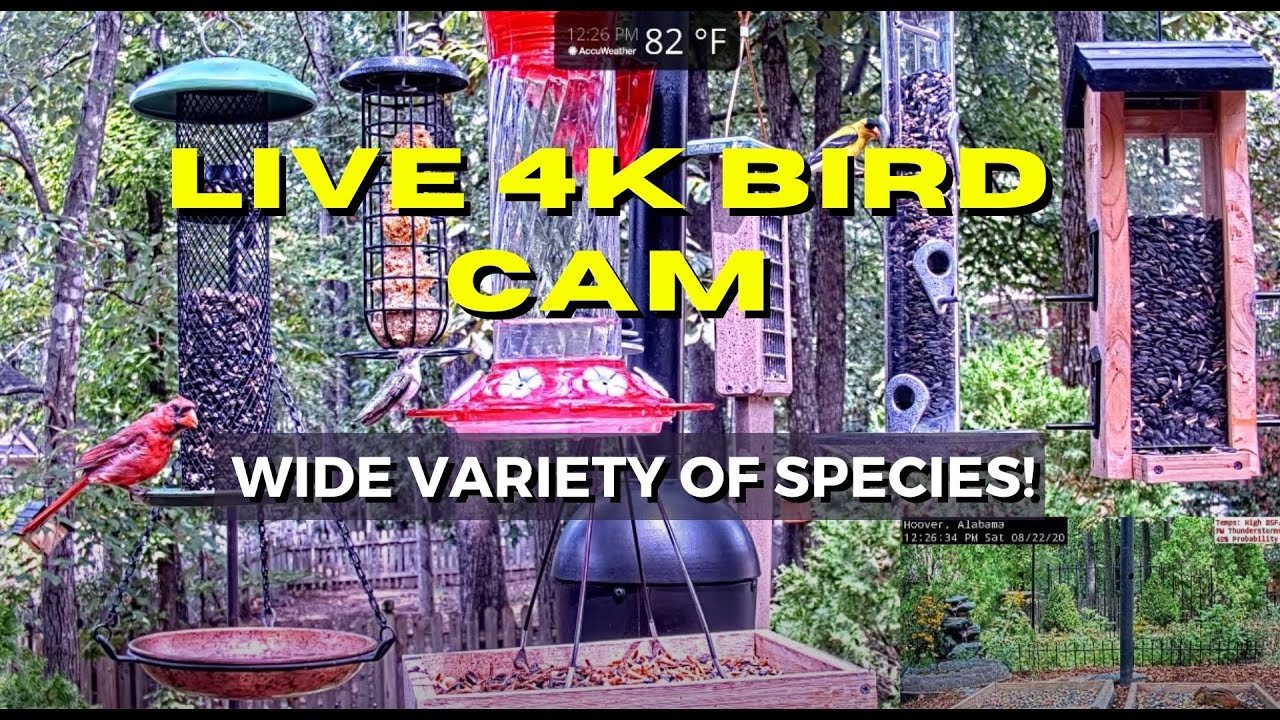Live webcam view of Birmingham Bird Feeder Cam
