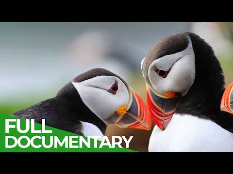 Wild Wales Fantastic Creatures of the Celtic Lands