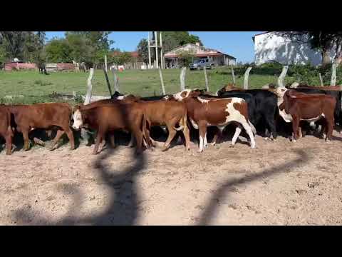 Terneros/as en Yofre, Corrientes