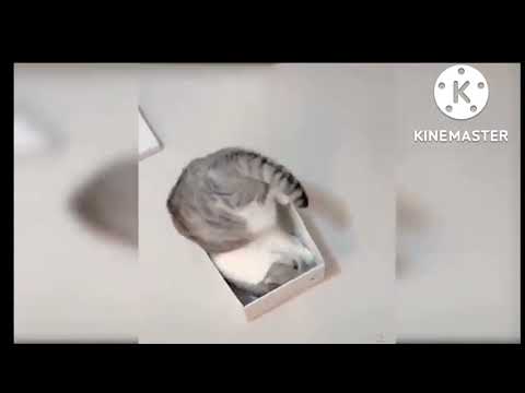 Baby dog funny video /Hemant khaped##