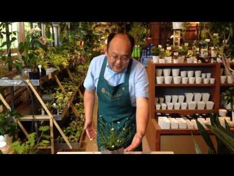 エリゲロンについて詳しく解説