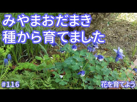 オダマキの種を蒔く: プロによる 3 つのヒント 植物