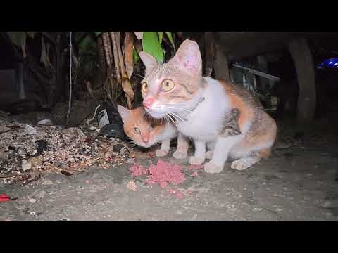 How cute these stray cats are when they eat!