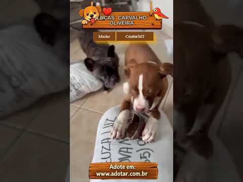 Vídeo de LUCAS CARVALHO OLIVEIRA