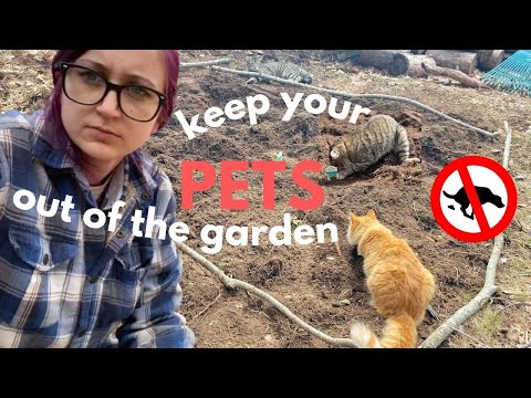 I Made a Outdoor Litter Box for CATS AND DOGS