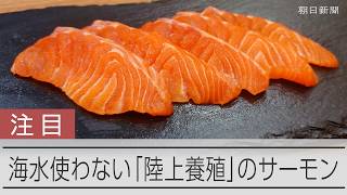海水を使わない「陸上養殖」のサーモン　その味は？