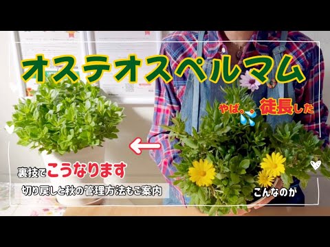 オステオメレスについて詳しく解説