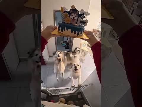 الراجل احتفل بعيد ميلاد الكلاب ❤️