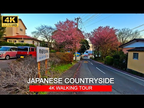 Early Cherry Blossoms in Japanese Countryside 2024 | 4K Walking Tour