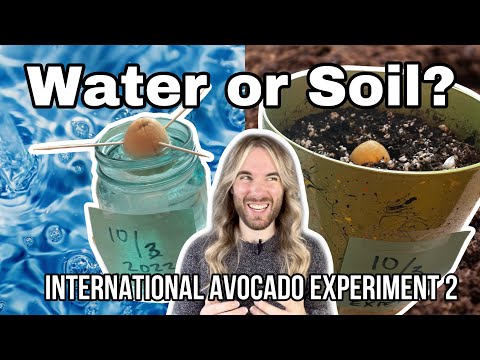 Should You Grow an Avocado Seed in Soil or Water? - International Avocado Experiment 2