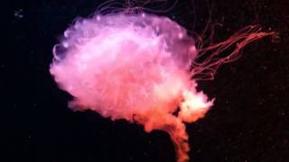 preview picture of video 'Jelly Fish at Pine Knoll Shores Aquarium'