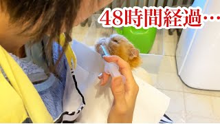 【猫 腎臓病】安楽死を告げられてから４８時間が経過しました【ティッティ経過報告vol.１】