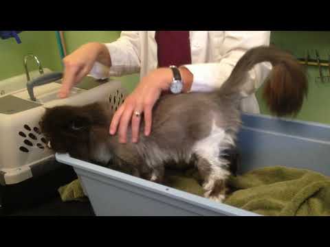 Cat home care - sub Q fluids low stress way