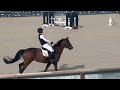 Jument KWPN 6 ans x-rays RAS prospect Am1/Elite/Hunter