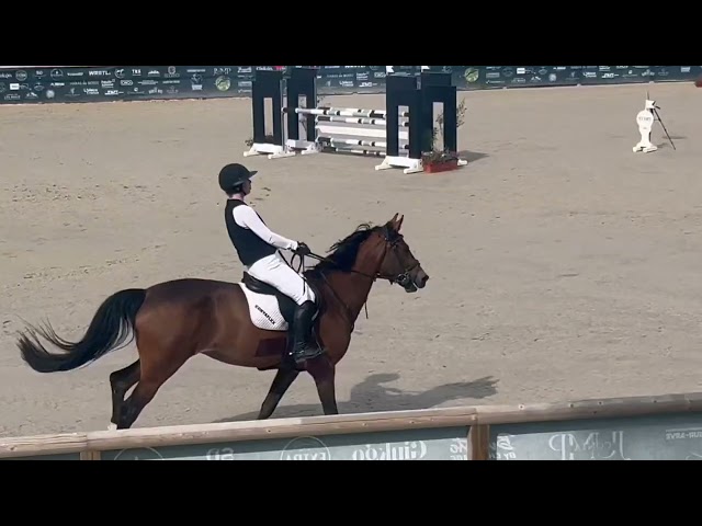 Jument KWPN 6 ans x-rays RAS prospect Am1/Elite/Hunter