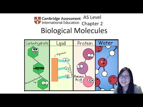 Chapter 2.1 - Carbohydrates | Cambridge A-Level 9700 Biology