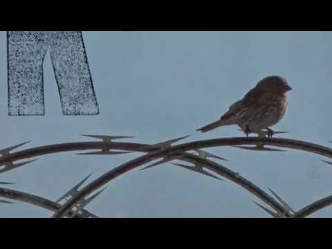 Kaos - Mu-Sick feat. Turi