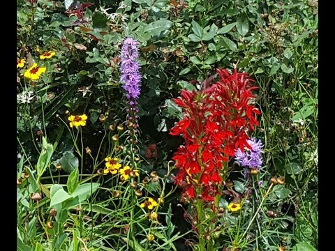 How to Start and Grow Blazing Star from Seeds (Liatris Spicata)