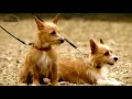 Podenco Portugués - Podenco Portugués Pequeño - Raza de Perro