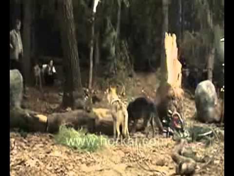 Blood & Chocolate - filmforgatás: farkasok üldözik a színészt