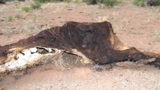 preview picture of video 'GANADO MUTILADO POR OVNIS EN CHIHUAHUA, MEXICO'