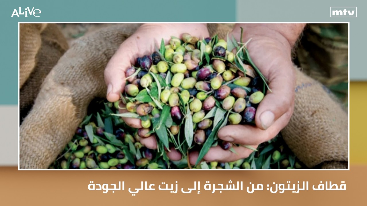 قطاف الزيتون: من الشجرة إلى زيت عالي الجودة
