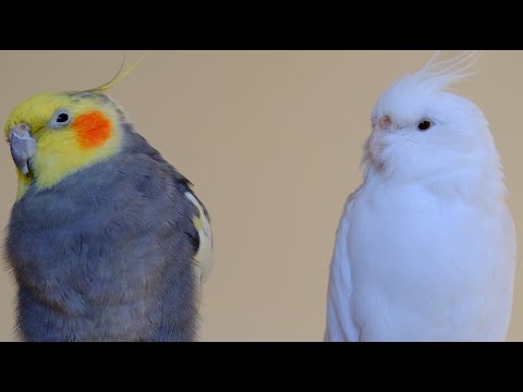 Pied Cockatiel Singing Sounds , Cockatiel Calls - Natural Song