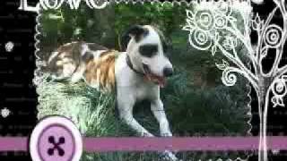 Candy the BullArab 0-2yrs  , slice of heaven dave dobbyn