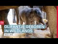 Bijzondere bevalling olifant, staking streekvervoer & dorp mag geen zonnepanelen | Drenthe Nu