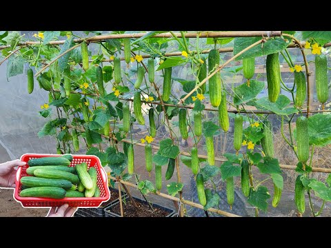 Let s grow bitter melon for your family this way it s very fruity and easy to make