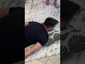 Crazy Footwork She CRUNCHED His Back With Her Feet Chiropractor Shorts Asmr Fyp