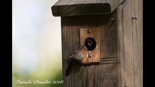 FLEDGE DAY for 6 little House Wrens 2018 July 14