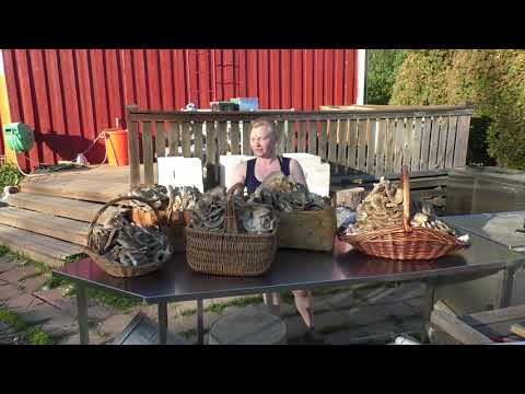 02   Svampodling o jordgubbar