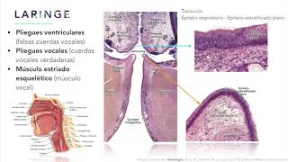 Teórico Sistema Respiratorio - Cardiovascular y respiratorio