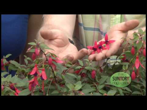 download lagu mp3 mp4 Heat Tolerant Fuchsia, download lagu Heat Tolerant Fuchsia gratis, unduh video klip Heat Tolerant Fuchsia