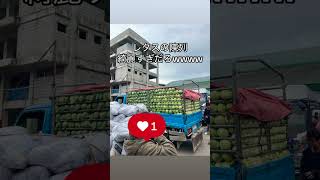 レタスの陳列綺麗すぎて草