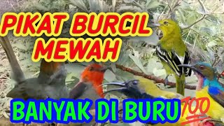 Download lagu SUARA PIKAT BURUNG KECIL MEWAH💯banyak di buru mp3
