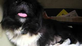 preview picture of video 'LKL's October Gold'sPekingese Puppies being Born, Bootsy having 2nd litter april26.AVI'